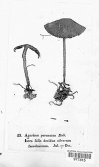 Agaricus augustus image